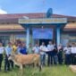 Hewan kurban yang diberikan oleh PT Pel Muara Enim (Poto: ifakta.co/ed)
