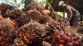 Seorang petani kelapa sawit sedang bekerja (Foto Ilustrasi: istimewa)