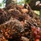 Seorang petani kelapa sawit sedang bekerja (Foto Ilustrasi: istimewa)