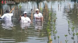 Sindir Pagar Laut, Aktivis Lingkungan: Mitigasi Bencana itu Tanam Mangrove bukan Tanam Pagar