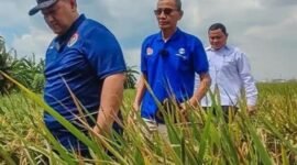Banjir dan hama di Jakarta Utara berpotensi menggerus perkiraan produksi beras. (Foto: Dok. Antara/Ist).