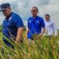 Banjir dan hama di Jakarta Utara berpotensi menggerus perkiraan produksi beras. (Foto: Dok. Antara/Ist).