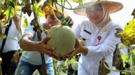 Wakil Bupati (Wabup) Tangerang, Intan Nurul Hikmah melakukan panen hortikultura buah melon di Desa Kaliasin, Kecamatan Sukamulya, Kabupaten Tangerang, (foto:istimewa)
