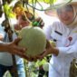 Wakil Bupati (Wabup) Tangerang, Intan Nurul Hikmah melakukan panen hortikultura buah melon di Desa Kaliasin, Kecamatan Sukamulya, Kabupaten Tangerang, (foto:istimewa)
