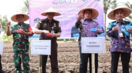 Bupati Tangerang Moch Maesyal Rasyid menyerahkan bantuan sarana produksi pertanian serta melakukan penanaman jagung pulut di Desa Kaliasin, Kecamatan Sukamulya, (foto:istimewa)