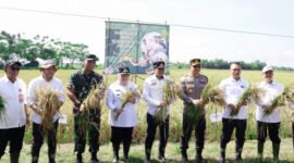 Bupati Tangerang Maesyal Rasyid dan Wakil Bupati Tangerang Intan Nurul Hikmah bersama jajaran Forkopimda melakukan panen padi serentak bersama Presiden RI Prabowo Subianto dengan 14 Provinsi di Indonesia.(foto:istimewa)