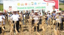 Kapolri jenderal Listyio Sigit Prabowo dan Mentan Amran  Sulaiman melaksanakan panen raya jagung didesa Bolli, Bone sulawesi Selatan (Sulsel) (foto:istimewa)