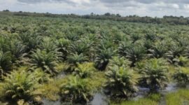 Kebun kelapa sawit di balikpapan - Kalimantan (foto:ifakta.co/Jo)