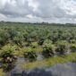 Kebun kelapa sawit di balikpapan - Kalimantan (foto:ifakta.co/Jo)