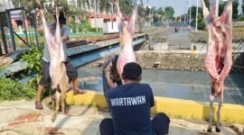 Anggota PWI Jakbar tengah menyembelih hewan kurban yang berjumlah 3 ekor (Foto:ifakta)