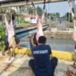 Anggota PWI Jakbar tengah menyembelih hewan kurban yang berjumlah 3 ekor (Foto:ifakta)