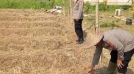 Kapolsek kresek AKP A.Suryadi beserta jajaran bersihkan lahan untuk penanaman jagung di Desa talok (foto:istimewa)
