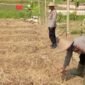 Kapolsek kresek AKP A.Suryadi beserta jajaran bersihkan lahan untuk penanaman jagung di Desa talok (foto:istimewa)