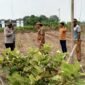 Kapolsek Kresek Polresta Tangerang Polda Banten, AKP A. Suryadi, bersama jajarannya melaksanakan kegiatan pembersihan lahan di Desa Talok, Kecamatan Kresek,(foto:istimewa)