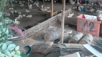 Kandang bebek milik kelurahan kades warga resah dengan baunya (foto:ifakta/Lx)