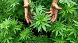 Ilustrasi : tanaman ganja