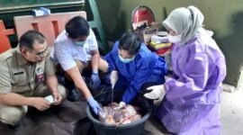 Foto : Tim dokter hewan Ancol sedang memeriksa organ dalam tubuh hewan kurban, yang didampingi dari Dinas Ketahanan Pangan Jakarta Utara