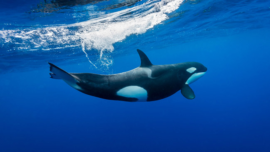 Paus Orca