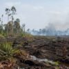 Ilustrasi kebakaran hutan dan lahan di Jambi untuk berita penanganan kasus karhutla Polda Jambi