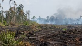 Ilustrasi kebakaran hutan dan lahan di Jambi untuk berita penanganan kasus karhutla Polda Jambi